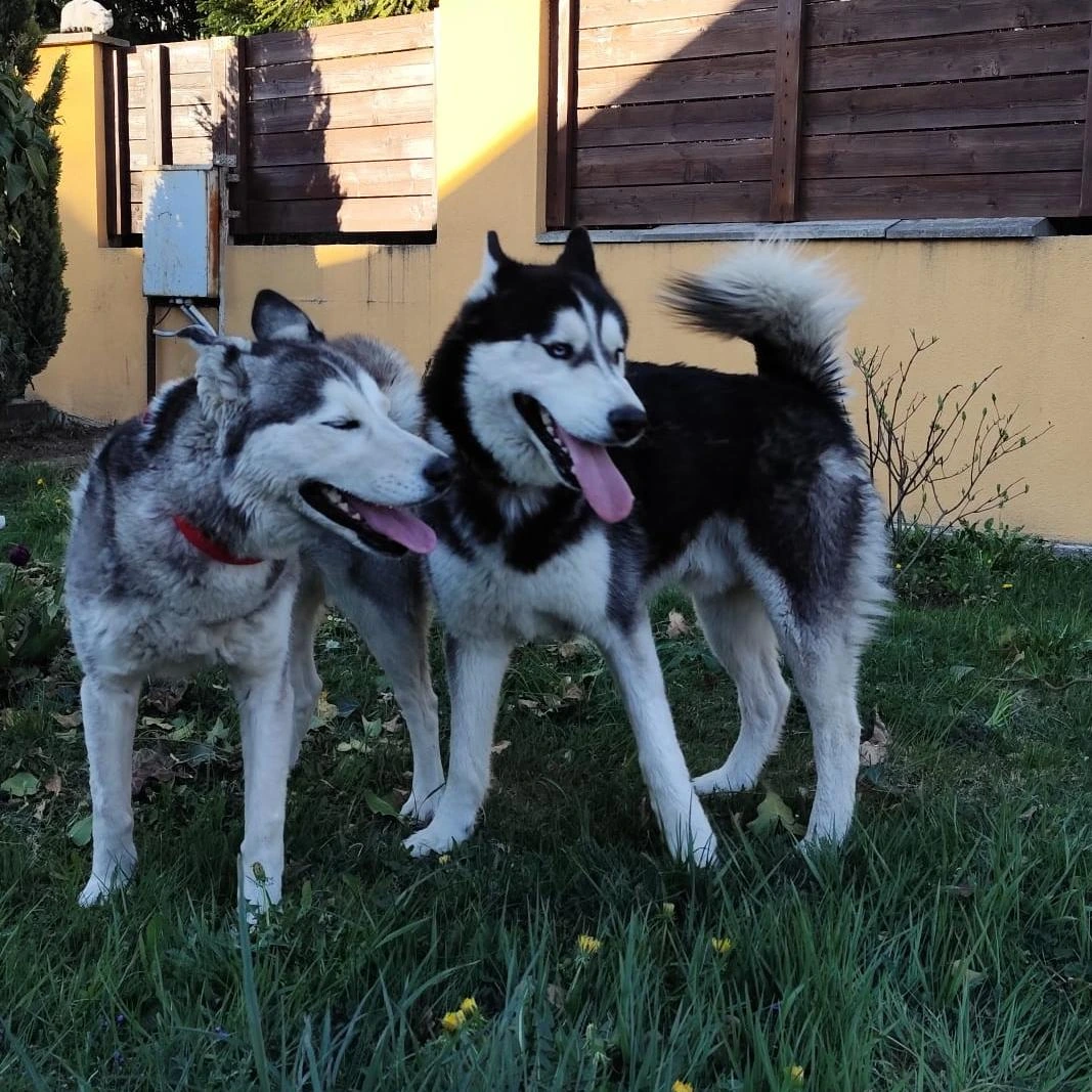 Rodičia šteniatok Maya a Eddie