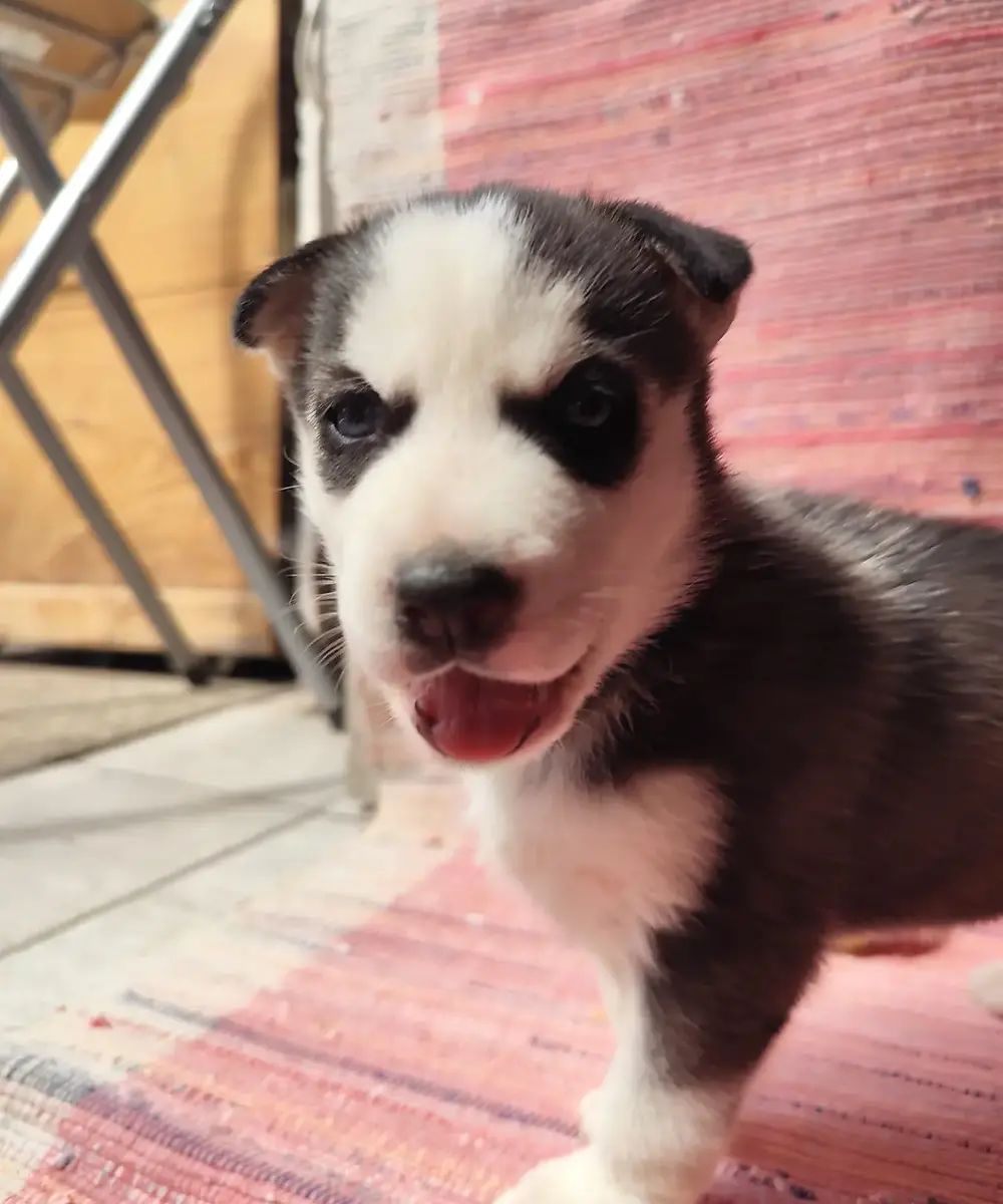 Amy, šteniatko sibírskeho huskyho