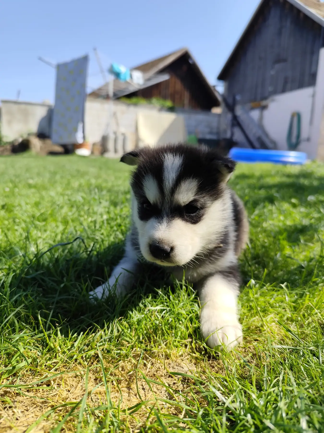 Gray, šteniatko sibírskeho huskyho
