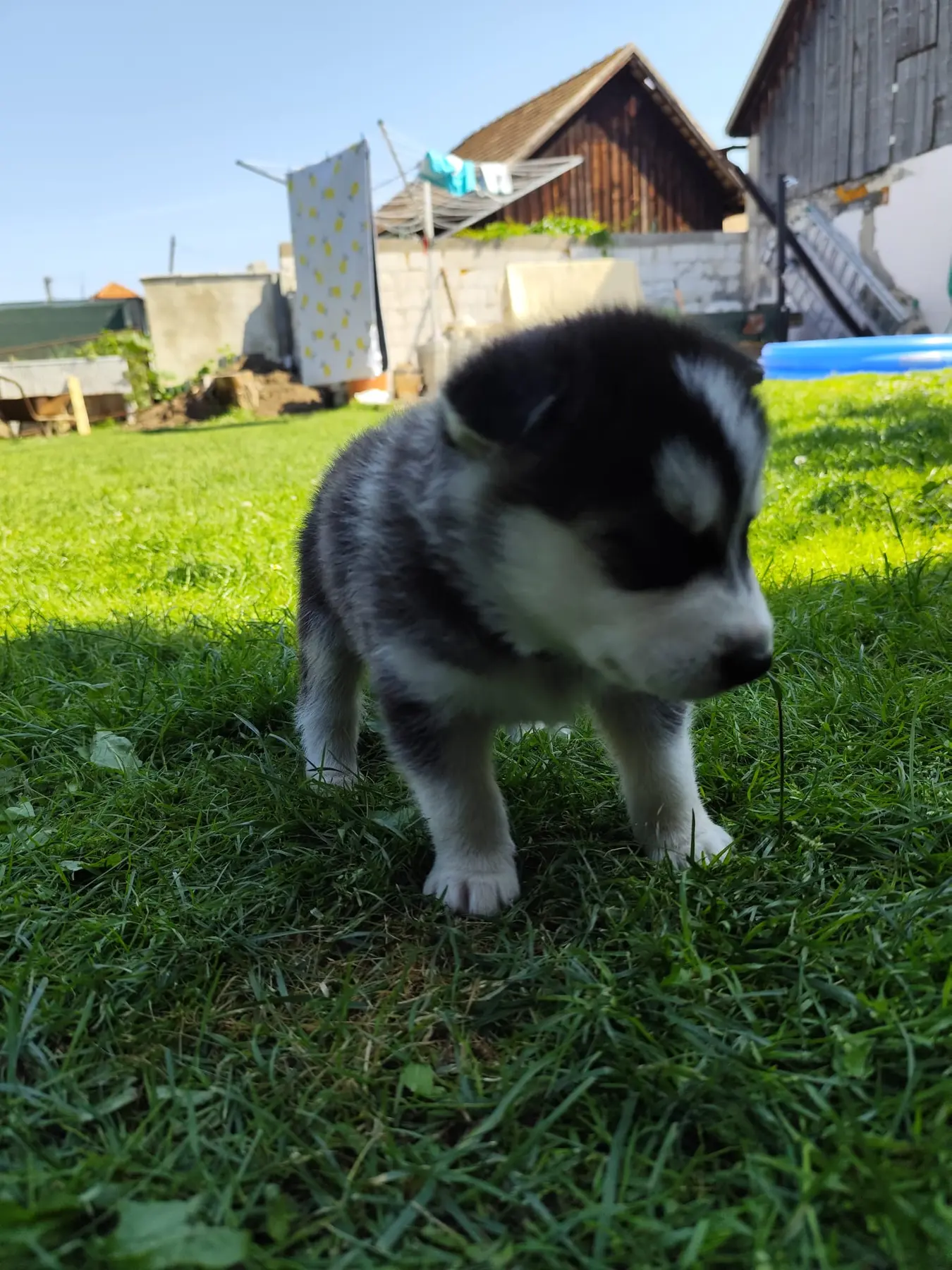 Grey, šteniatko sibírskeho huskyho