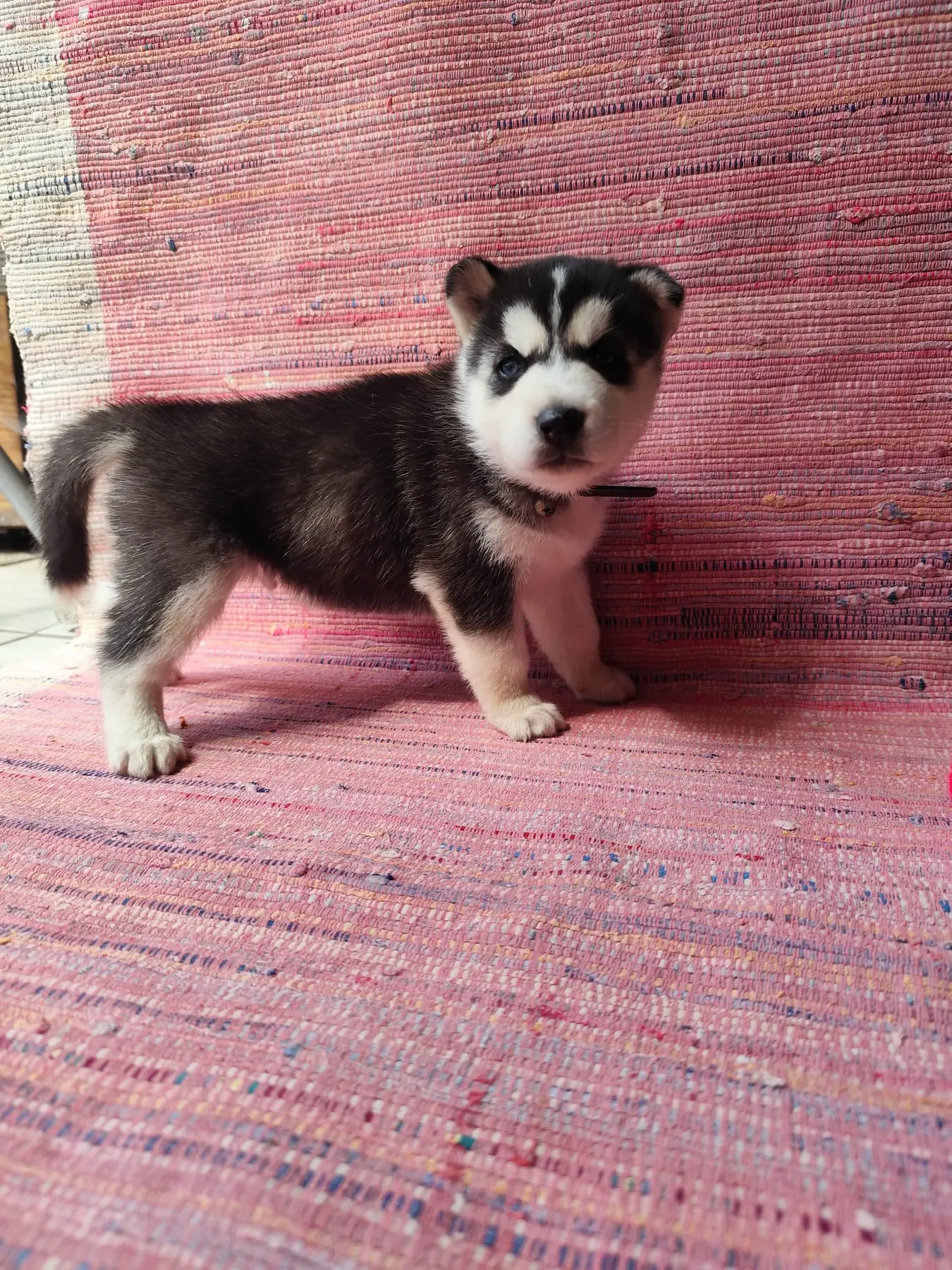 Harry, šteniatko sibírskeho huskyho