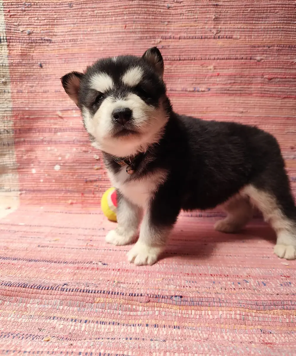 Hermiona, šteniatko sibírskeho huskyho