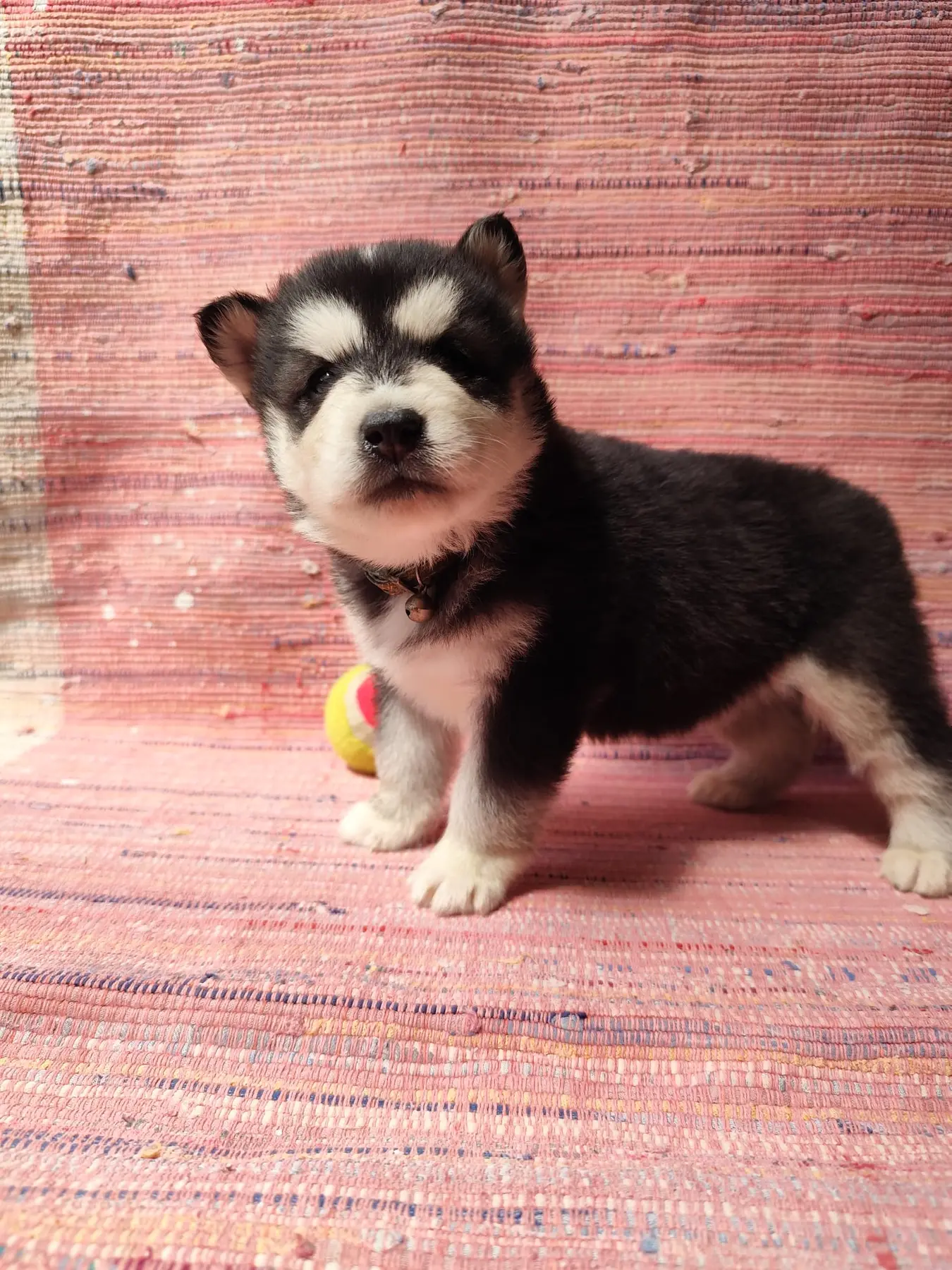 Hermiona, šteniatko sibírskeho huskyho
