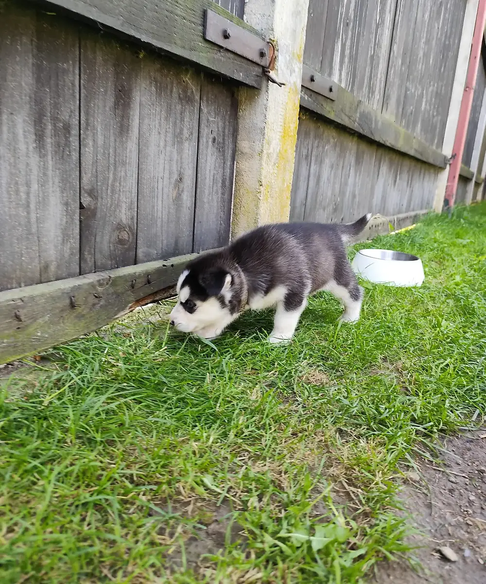 Maggy, šteniatko sibírskeho huskyho