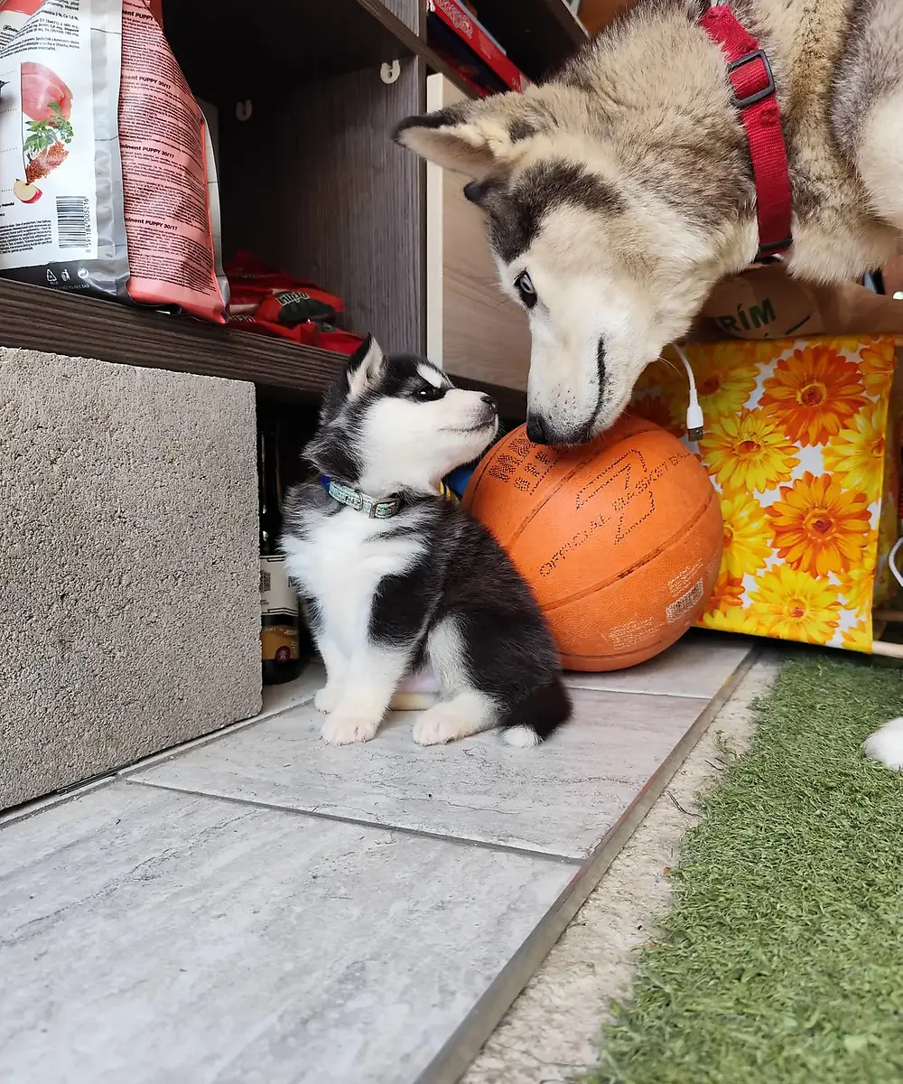 Riško, šteniatko sibírskeho huskyho