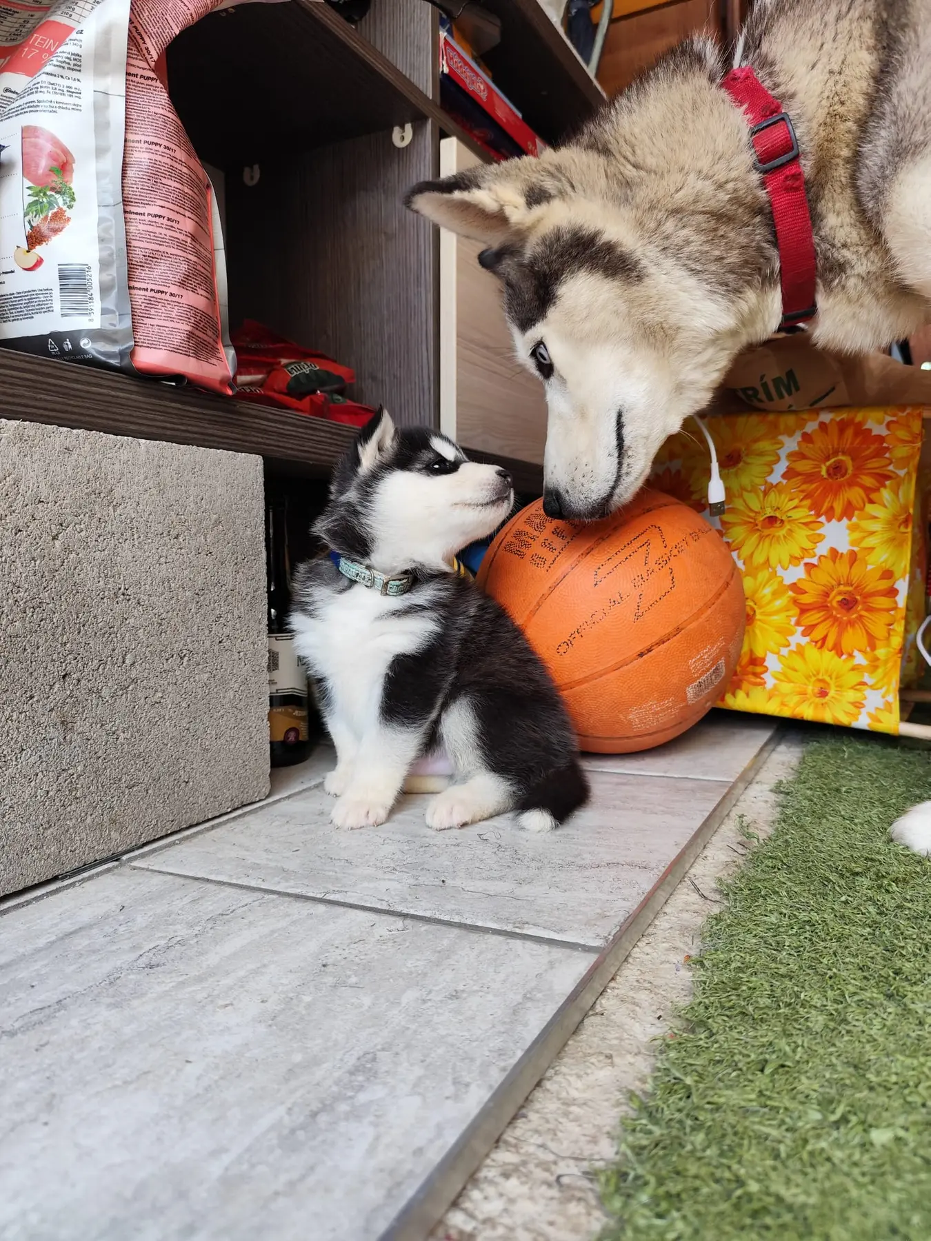 Riško, šteniatko sibírskeho huskyho