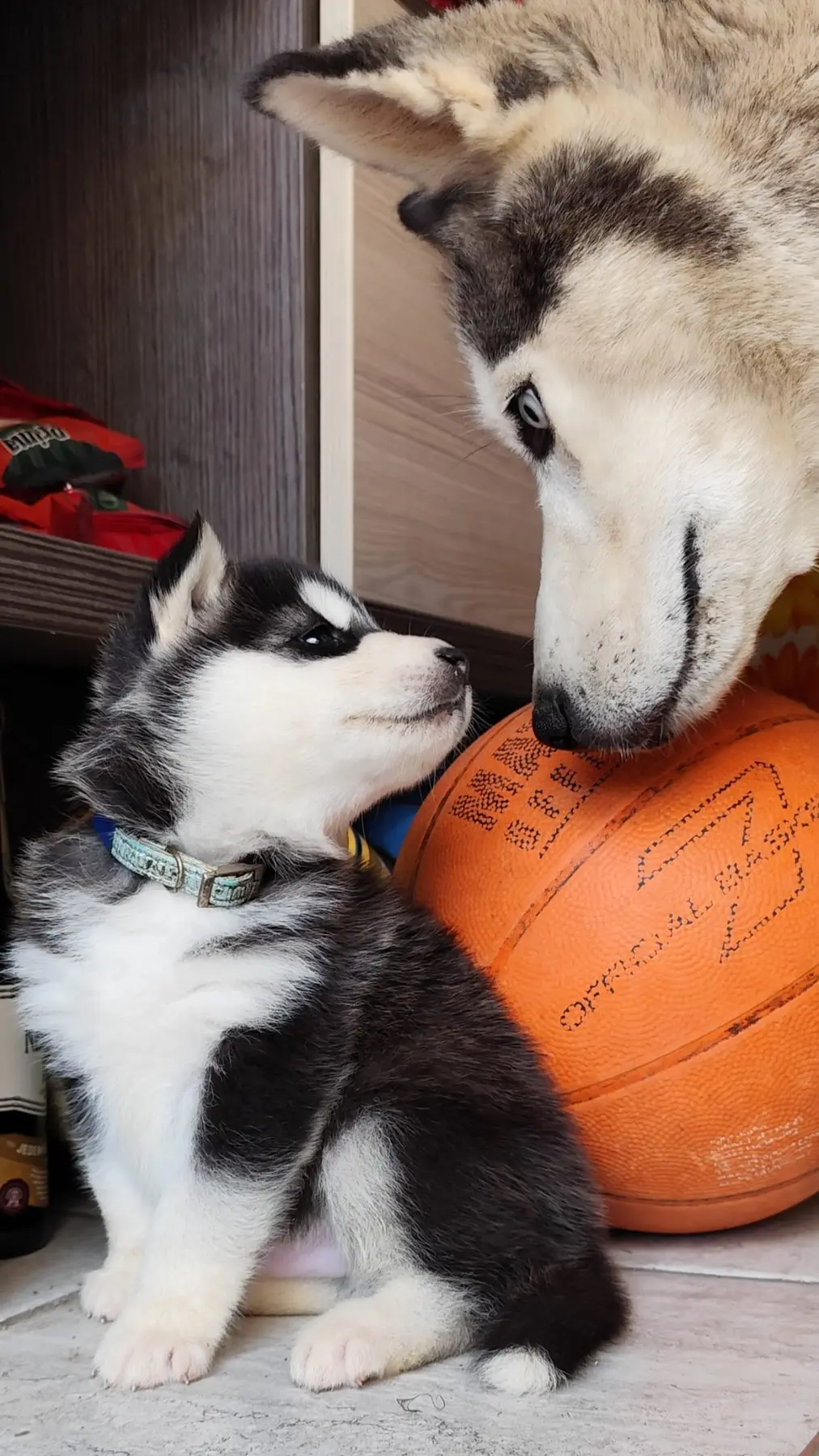Husky šteniatko s mamou