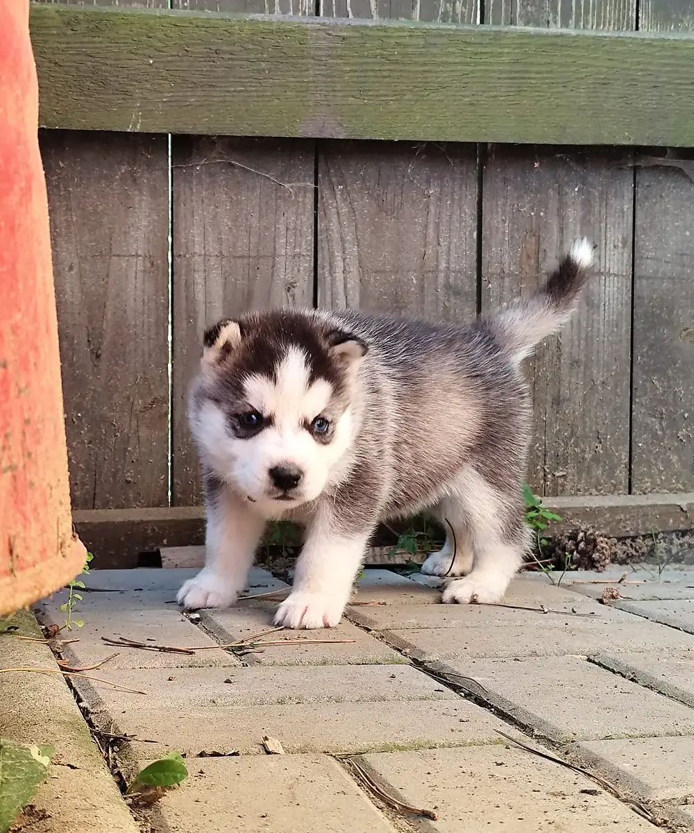 Šmudlo, šteniatko sibírskeho huskyho