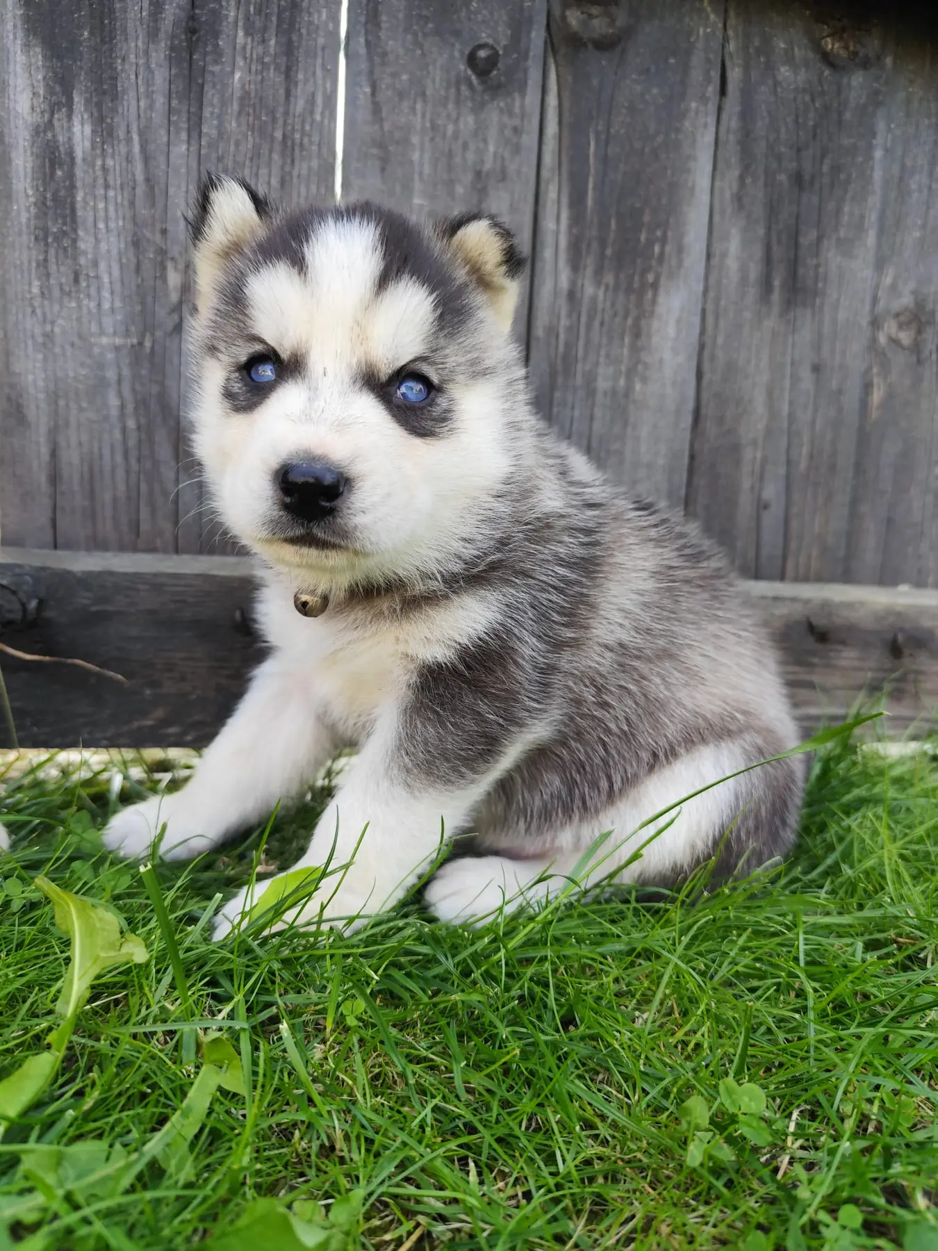 Husky šteniatko v tráve