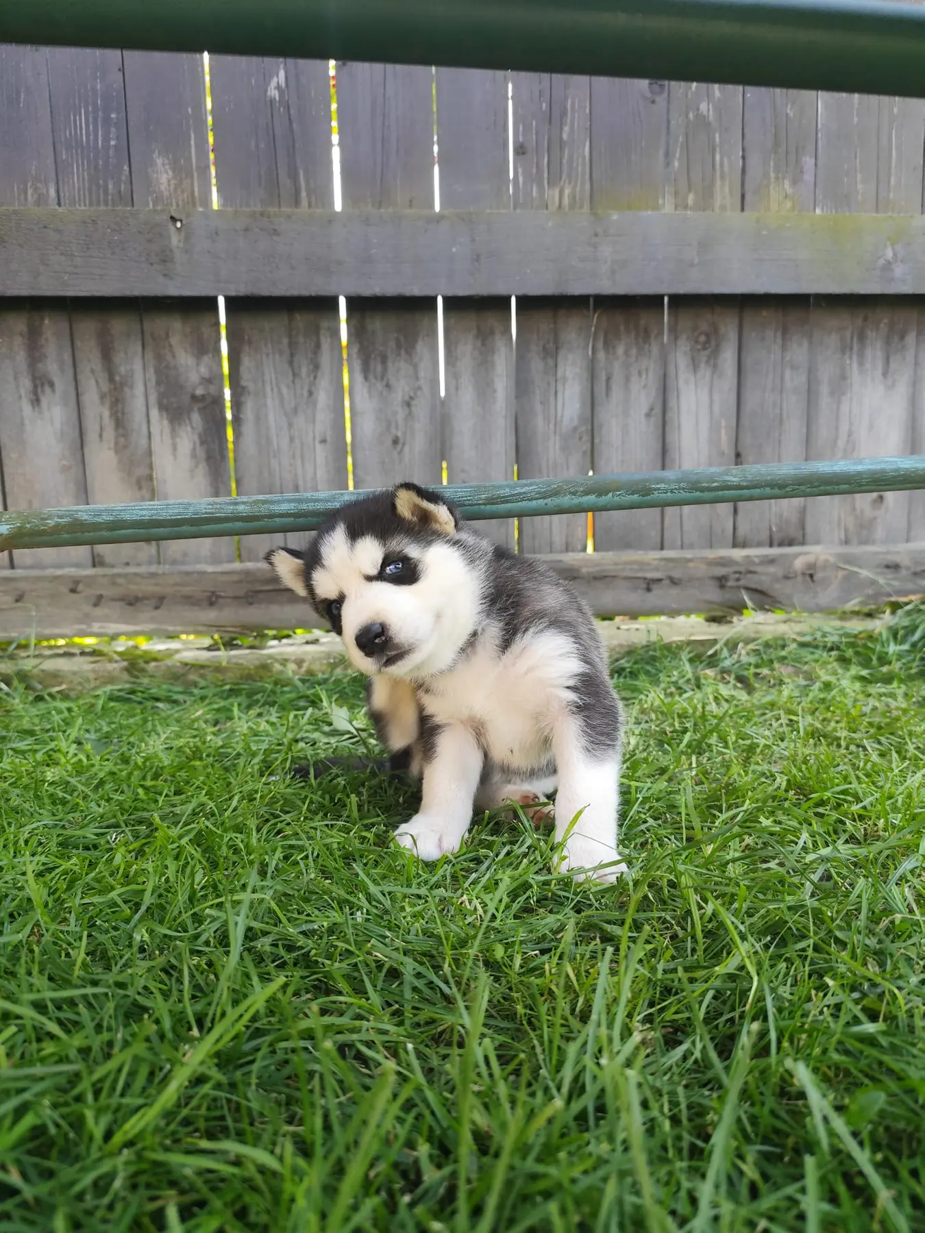 Tangle, šteniatko sibírskeho huskyho
