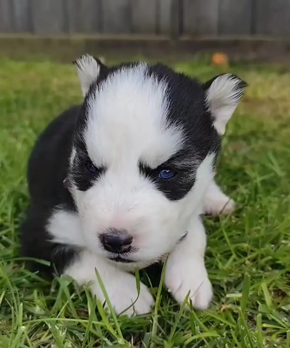 Žofka, šteniatko sibírskeho huskyho
