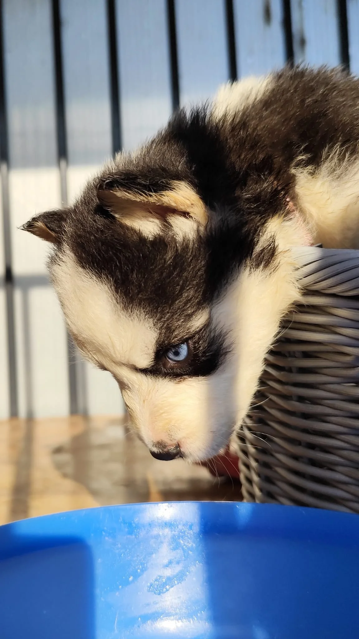 Žofka, šteniatko sibírskeho huskyho